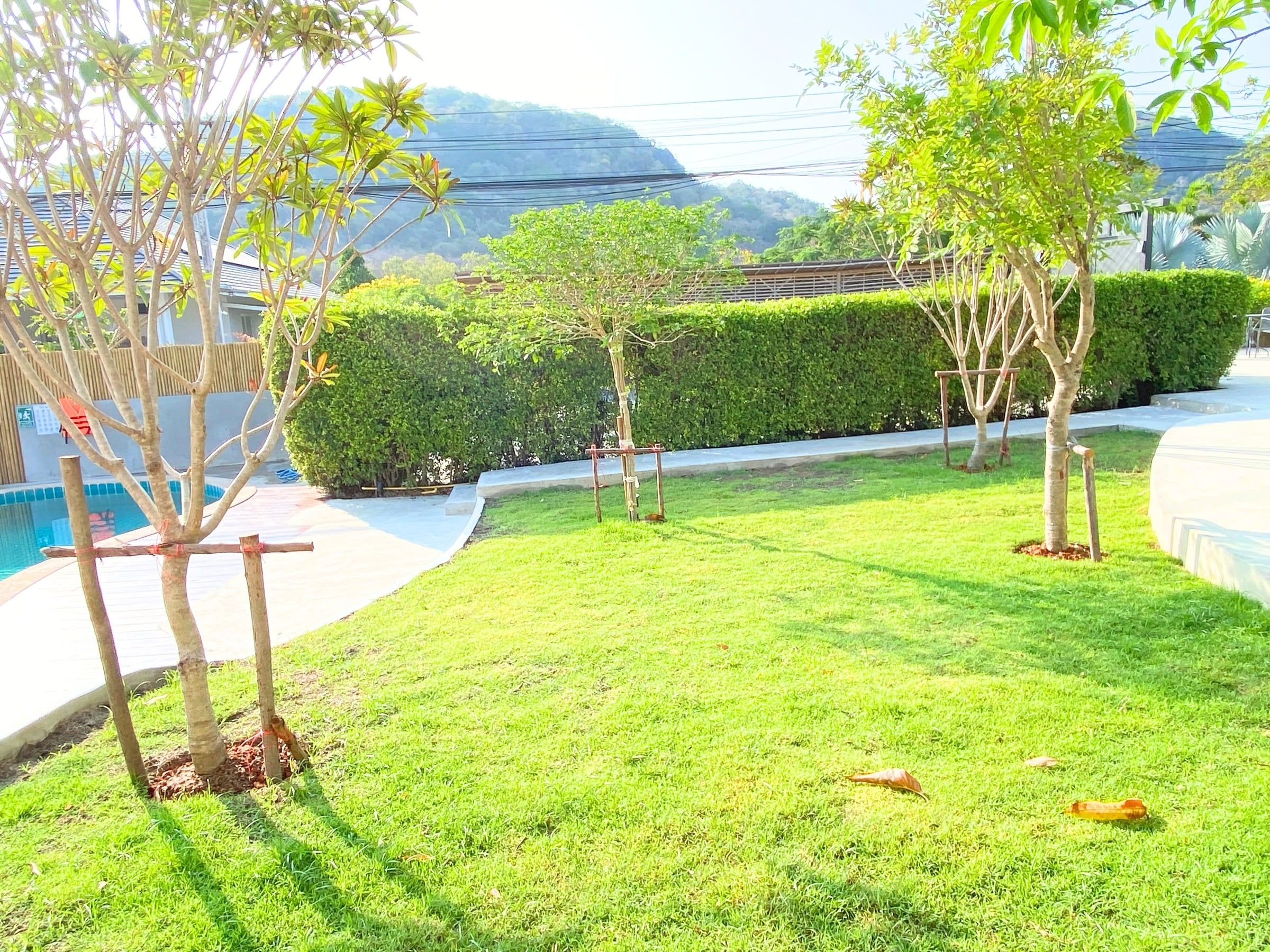 Sunlit lawn with young trees and a clipped hedge, green hills behind, at The White Room