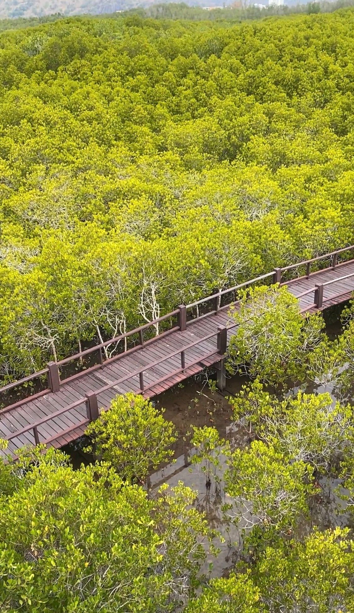 Wooden boardwalk winding through green mangrove forest near Hua Hin