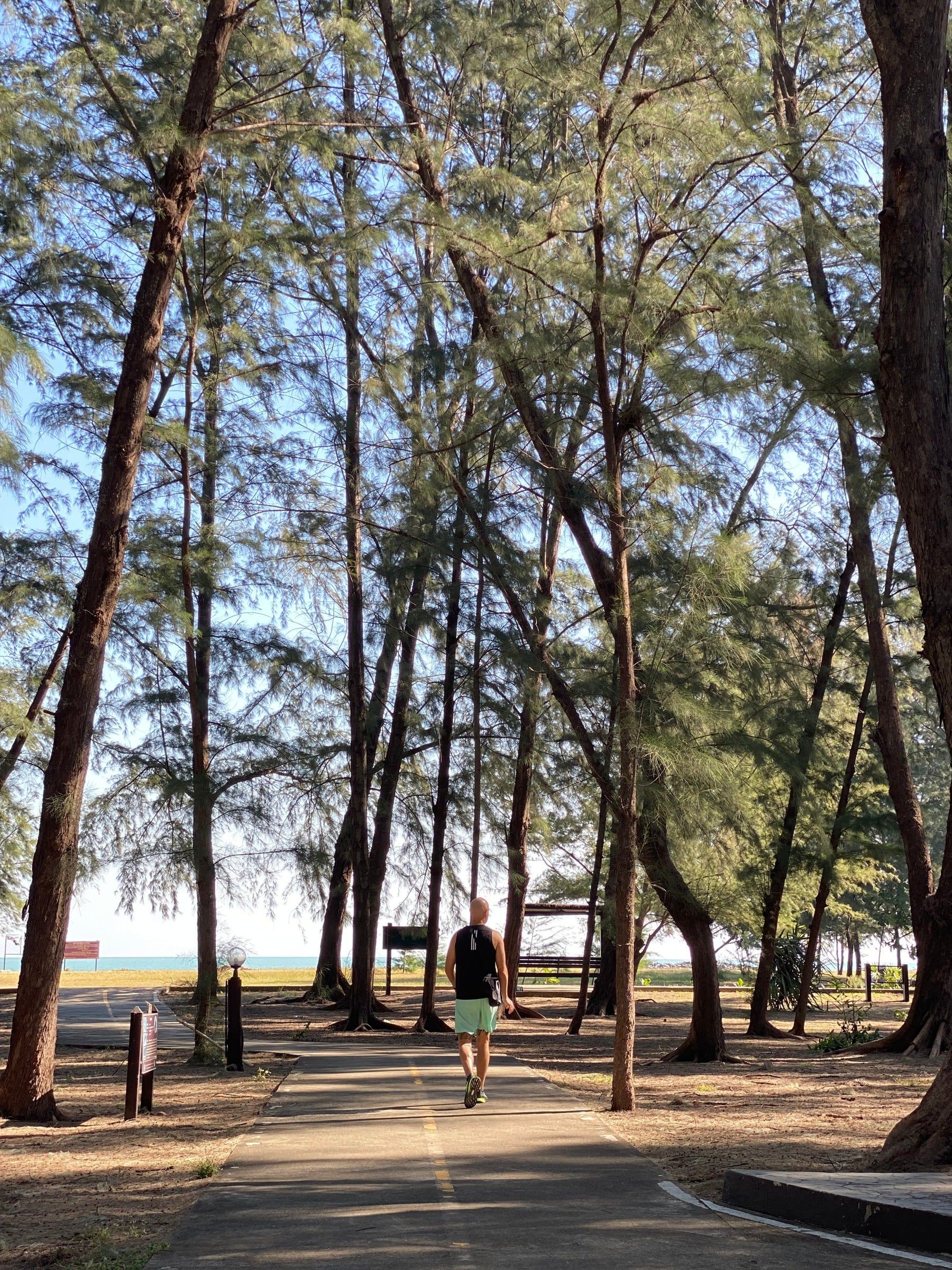 A walker on a path under tall pine trees beside the beach