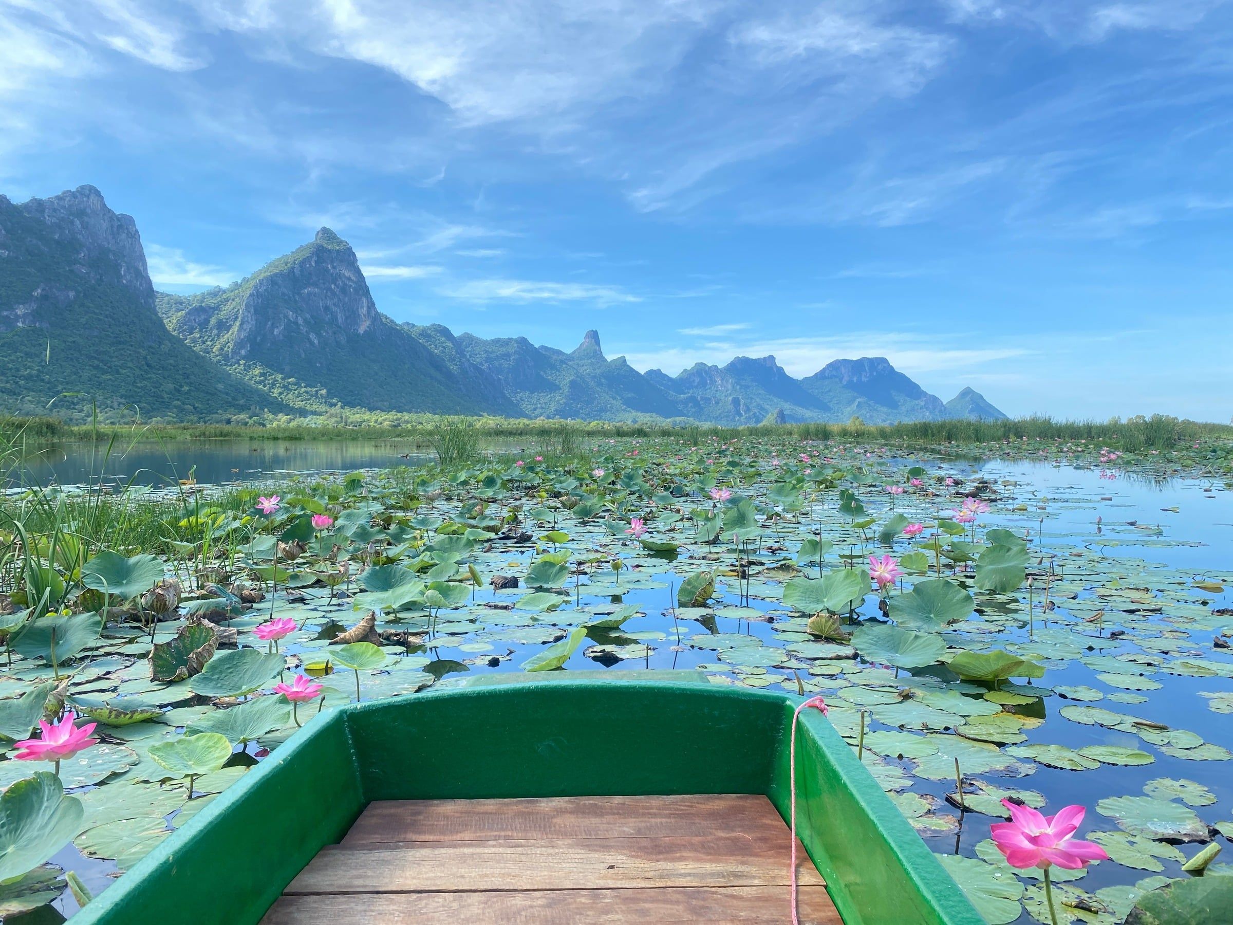 A boat on a lake of pink lotus flowers beneath limestone peaks